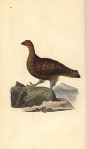 Lagopède d