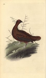 Lagopède d