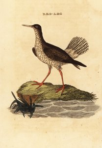 Chevalier gambette, Tringa totanus