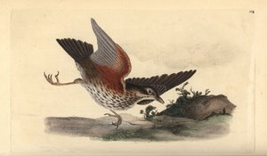 Grive mauvis, Turdus iliacus