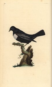 Merle à plastron, Turdus torquatus. Gravure à la main en cuivre dessinée et gravée par Edward Donovan de son propre Histoire naturelle des oiseaux britanniques, Londres