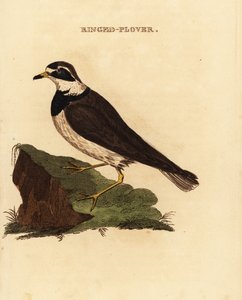 Pluvier à collier interrompu, Charadrius hiaticula