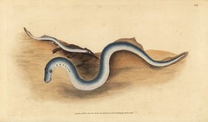 Lamproie de rivière, Lampetra fluviatilis. Gravure à la main par Edward Donovan de son Histoire naturelle des poissons britanniques - Edward Donovan