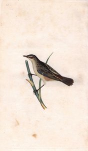Phragmite des joncs, Acrocephalus schoenobaenus - Edward Donovan