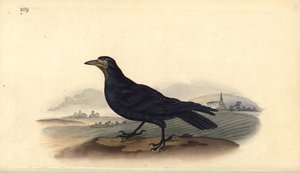Corbeau freux, Corvus frugilegus