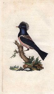 Étourneau roselin. Sturnus roseus. Gravure sur cuivre par Edward Donovan, publiée dans "Histoire naturelle des oiseaux britanniques" - Edward Donovan