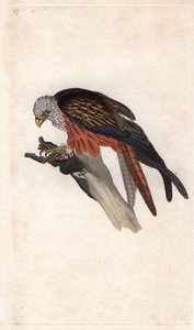 Milan royal, Milvus milvus