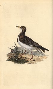 Tournepierre à collier, Arenaria interpres - Edward Donovan