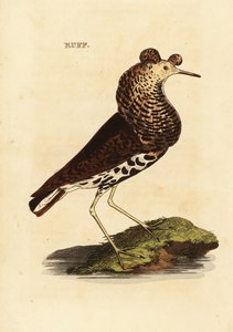 Combattant varié, mâle, Philomachus pugnax