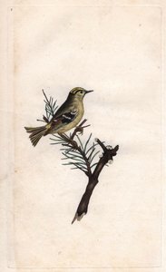 Roitelet huppé. Regulus regulus (Motacilla regulus). Gravure sur cuivre publiée dans Histoire naturelle des oiseaux britanniques, Londres