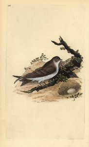 Hirondelle de rivage, Riparia riparia, avec nid et œuf. Gravure à la main en cuivre dessinée et gravée par Edward Donovan de son propre « Histoire naturelle des oiseaux britanniques » (1794-1819). Edward Donovan (1768-1837) était un zoologiste amateur angl - Edward Donovan