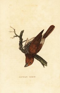 Capucin damier ou Capucin tacheté, Lonchura punctulata - Edward Donovan