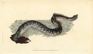 Lamproie marine, Petromyzon marinus (Lamproie marine ou tachetée)