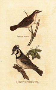 Phragmite des joncs, Acrocephalus schoenobaenus, et Mésange huppée, Lophophanes cristatus