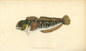 Blennie fluviatile, Lipophrys pholis