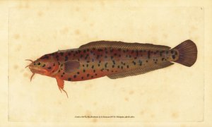 Motelle de roche, Gaidropsarus mediterraneus - Edward Donovan