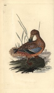 Canard souchet (femelle), Anas clypeata