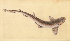 Petite roussette, Scyliorhinus canicula
