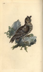 Petite chouette à oreilles ou chouette eurasienne, Strix pulchella (Scops owl, Otus scops?) - Edward Donovan