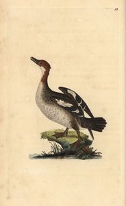 Harle piette, Mergellus albellus, femelle. Gravure sur cuivre coloriée à la main dessinée et gravée par Edward Donovan de son propre « Histoire naturelle des oiseaux britanniques », Londres