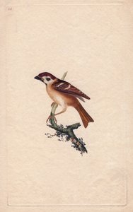 Moineau. Pass montanus. Gravure en cuivre par Edward Donovan (1768-1837), publiée dans Histoire naturelle des oiseaux britanniques, Londres