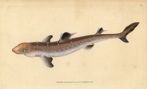 Aiguillat commun, Squalus acanthias