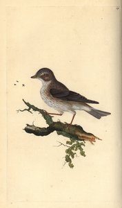 Gobemouche gris, Muscicapa striata