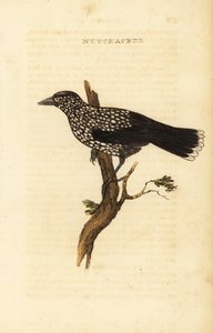 Cassenoix moucheté, Nucifraga caryocatactes - Edward Donovan