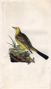 Bergeronnette printanière, Motacilla flava. Gravure en cuivre par Edward Donovan (1768-1837), publiée dans Histoire naturelle des oiseaux britanniques, Londres