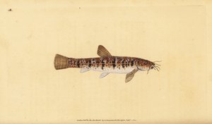 Loche de pierre, Barbatula barbatula (Loche barbue, Cobitis barbatula). Gravure à la main en cuivre dessinée et gravée par Edward Donovan de son Histoire naturelle des poissons britanniques, Donovan et F.C. et J. Rivington, Londres - Edward Donovan