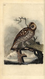 Chouette hulotte, Strix aluco. Gravure à la main en cuivre dessinée et gravée par Edward Donovan de son propre Histoire naturelle des oiseaux britanniques, Londres