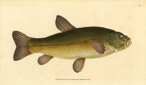 Tanche, Tinca tinca (Cyprinus tinca). Gravure à la main en cuivre dessinée et gravée par Edward Donovan de son Histoire naturelle des poissons britanniques, Donovan et F.C. et J. Rivington, Londres