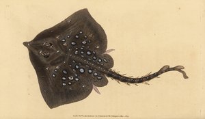 Raie bouclée, Raja clavata. Presque menacée. Gravure à la main en cuivre dessinée et gravée par Edward Donovan de son Histoire naturelle des poissons britanniques, Donovan et F.C. et J. Rivington, Londres
