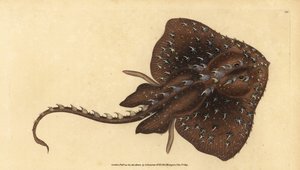 Raie épineuse, Amblyraja radiata. Gravure à la main par Edward Donovan de son Histoire naturelle des poissons britanniques