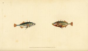 Épinoche à trois épines, Gasterosteus aculeatus