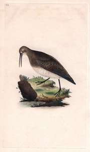 Bécasseau minuscule. Calidris minutilla (Tringa cinclus). Gravure sur cuivre publiée dans Histoire naturelle des oiseaux britanniques, Londres