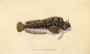 Blennie gattorugine, Parablennius gattorugine. Gravure à la main en cuivre dessinée et gravée par Edward Donovan de son Histoire naturelle des poissons britanniques, Donovan et F.C. et J. Rivington, Londres - Edward Donovan