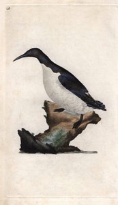 Guillemot de Troïl. Uria aalge (Colymbus troile). Gravure en cuivre par Edward Donovan (1768-1837), publiée dans Histoire naturelle des oiseaux britanniques, Londres