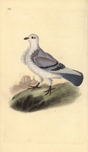 Pigeon turbit, Columba livia domestica var. turbita. Gravure à la main en cuivre dessinée et gravée par Edward Donovan de son propre « Histoire naturelle des oiseaux britanniques », Londres - Edward Donovan