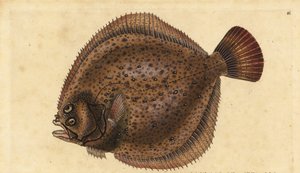 Turbot, Scophthalmus maximus (Pleuronectes maximus). Gravure à la main en cuivre dessinée et gravée par Edward Donovan de son Histoire naturelle des poissons britanniques, Donovan et F.C. et J. Rivington, Londres - Edward Donovan