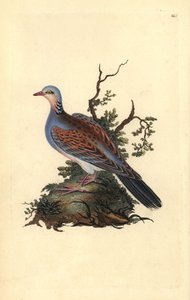 Tourterelle des bois, Streptopelia turtur. Gravure à la main en cuivre dessinée et gravée par Edward Donovan de son propre Histoire naturelle des oiseaux britanniques (1794-1819). Edward Donovan (1768-1837) était un zoologiste amateur anglo-irlandais, écri - Edward Donovan
