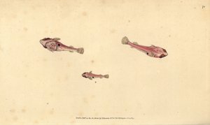 Poisson-ventouse à deux taches, Diplecogaster bimaculata bimaculata. Gravure à la main en cuivre dessinée et gravée par Edward Donovan de son Histoire naturelle des poissons britanniques, Donovan et F.C. et J. Rivington, Londres - Edward Donovan