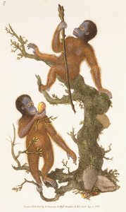Deux primates sur un arbre, 1823