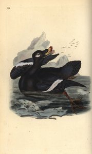 Macreuse brune, Melanitta fusca. Gravure à la main en cuivre dessinée et gravée par Edward Donovan de son propre « Histoire naturelle des oiseaux britanniques », Londres