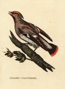Jaseur boréal, Bombycilla garrulus