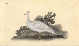 Paon à crête blanche (femelle), Pavo cristatus. Gravure à la main en cuivre dessinée et gravée par Edward Donovan de son propre "Histoire naturelle des oiseaux britanniques," Londres