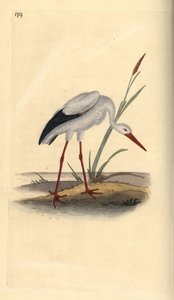 Cigogne blanche, Ciconia ciconia