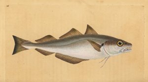 Merlan, Merlangius merlangus