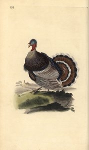 Dindon sauvage, Meleagris gallopavo