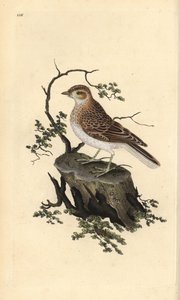 Alouette lulu, Lullula arborea